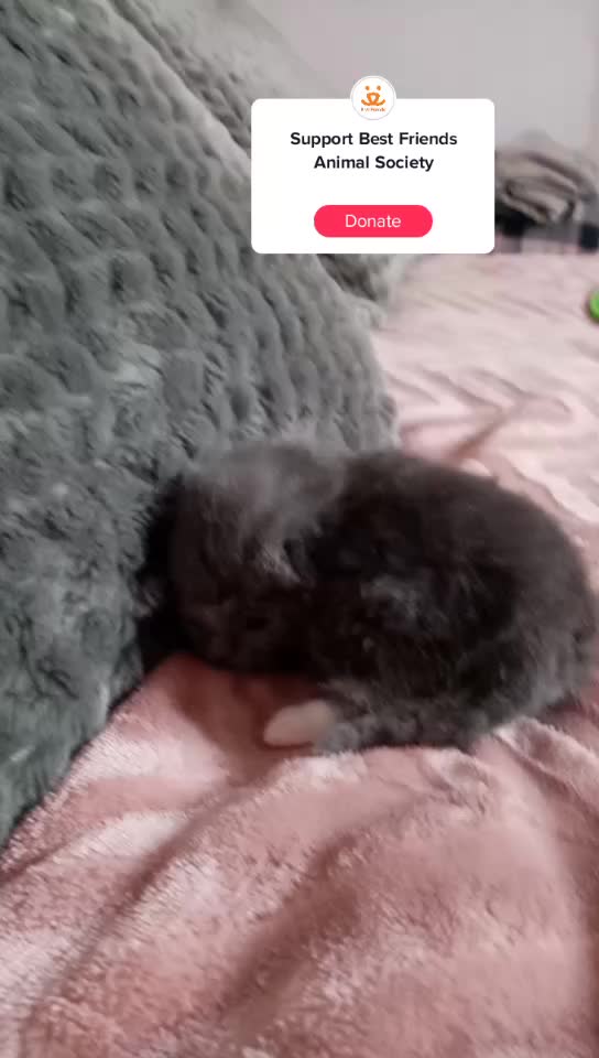@Russianbluekittyskye