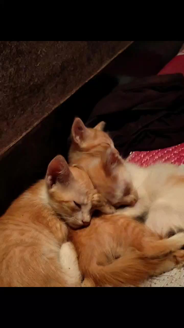 @അപ്പൂസ് ഹരി