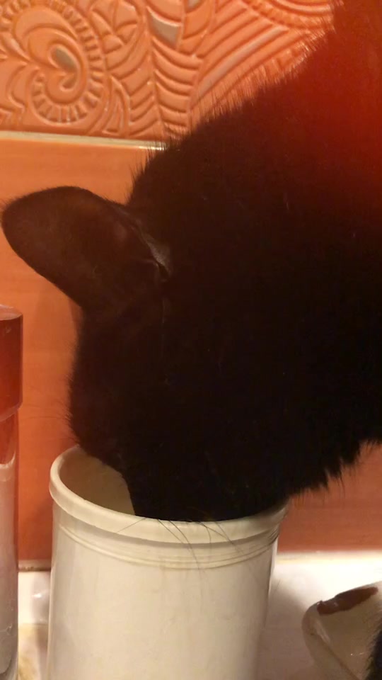 @Drinking_Cat