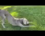 @dogsontherun