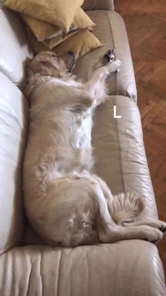 @Leo_nrl_golden
