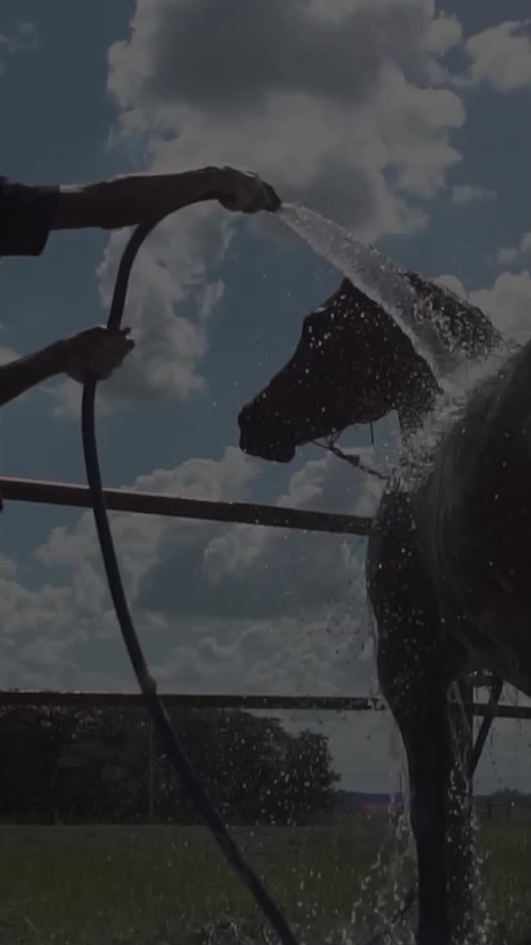@PRIME HORSE