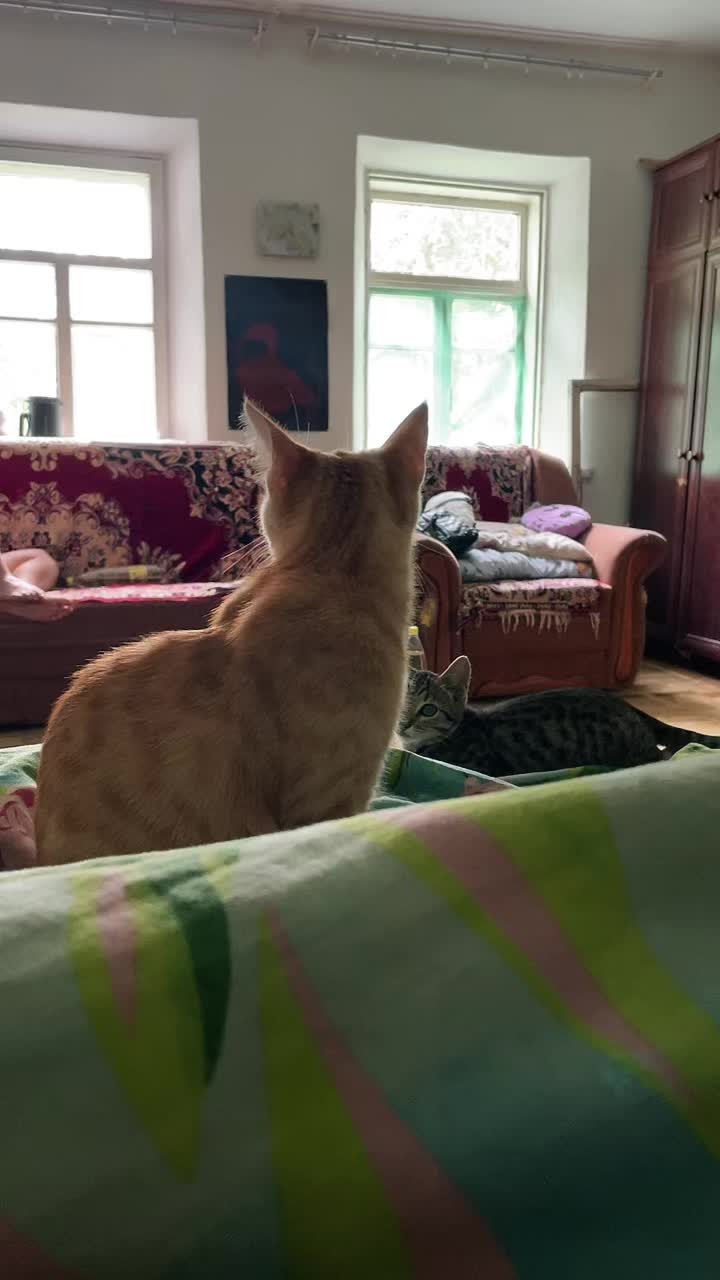 @usermeow