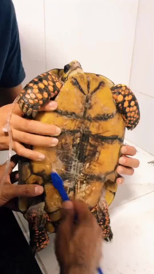 @Francinny Veterinária®️