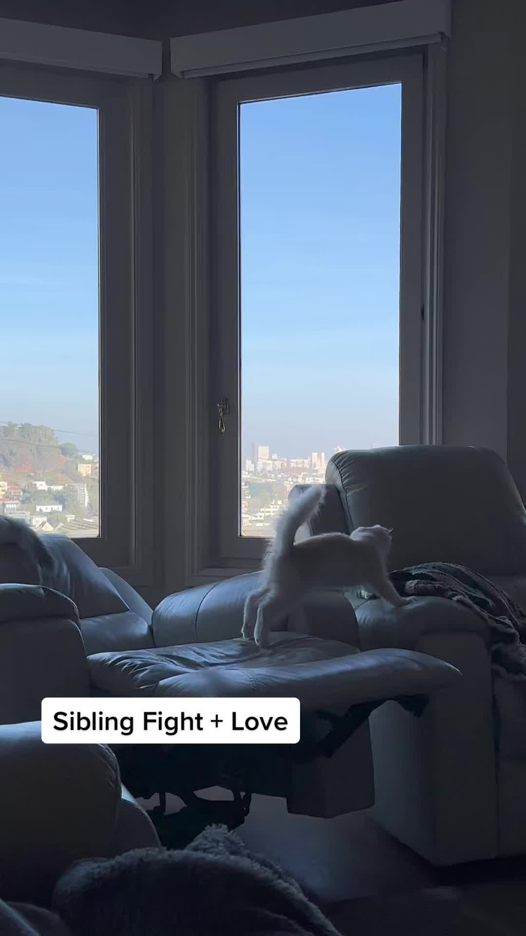 @Chester_and_Pepper