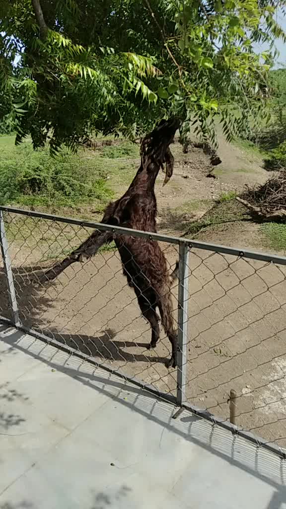 @જગદીશ હાડગડા.