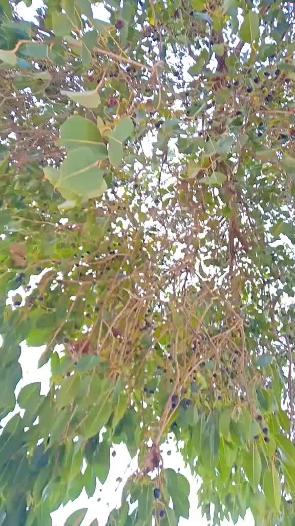 @Raval Prakash💞