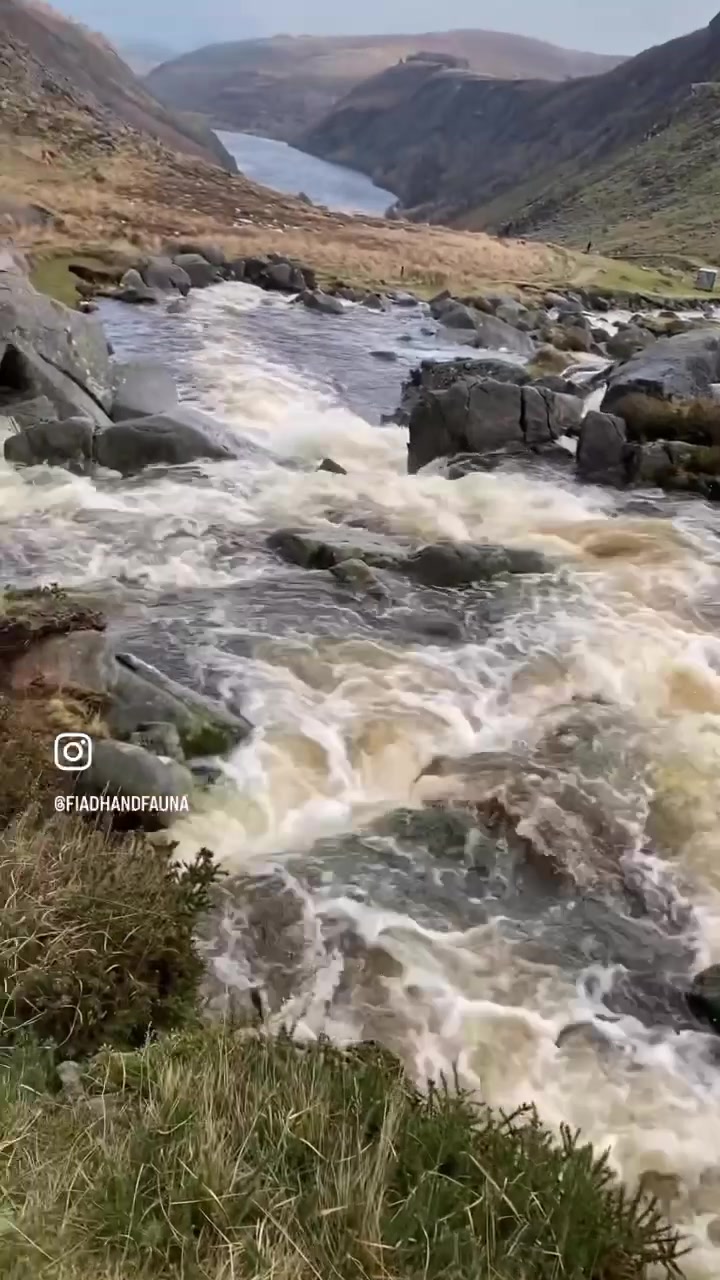 @FiadhandFauna