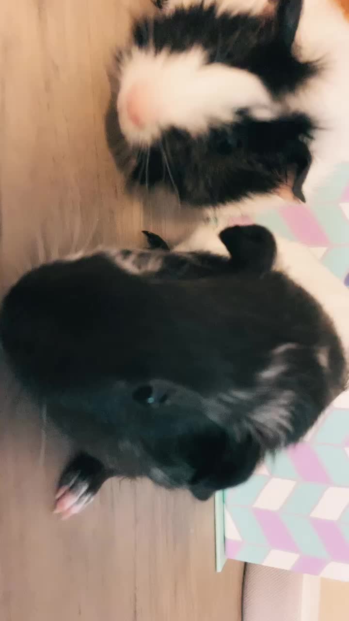 @🐹Thē çûtę pètš🐱