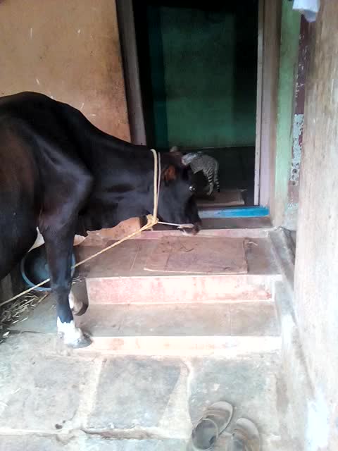 @Madhu Kallenahalli