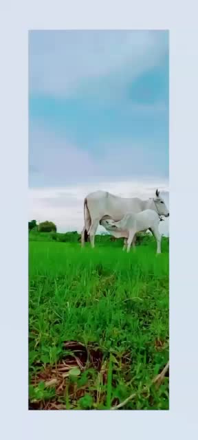 @jahangir rajak