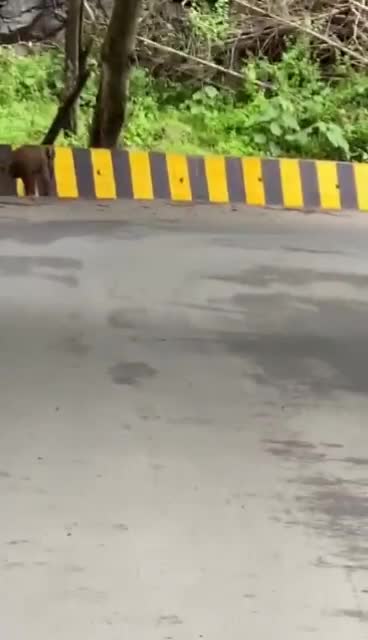 @kavya banjar
