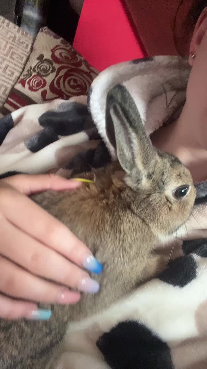 @Bugz_adventures 💙🐰