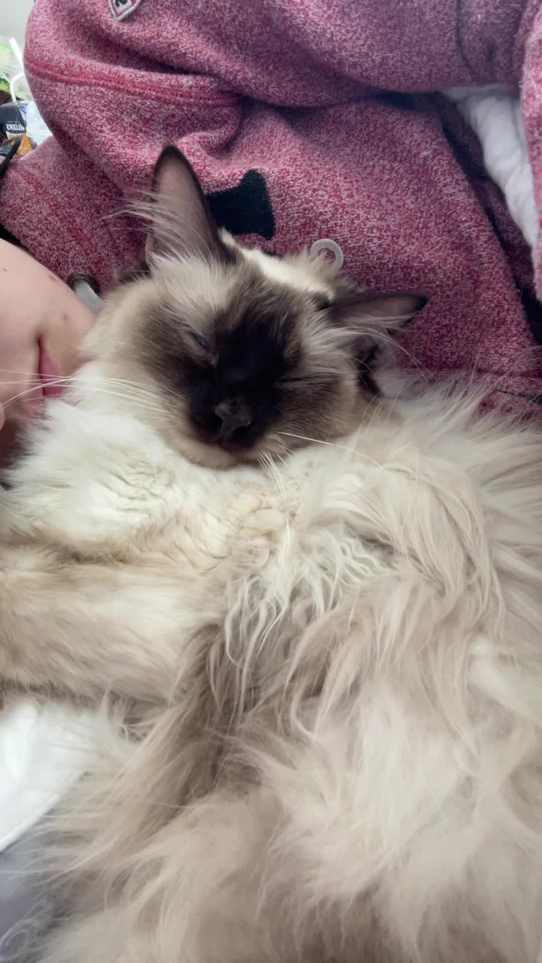 @brunokitten