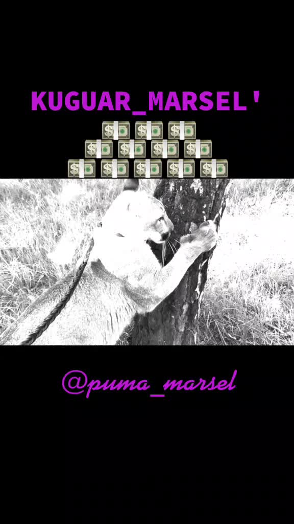 @puma_marsel