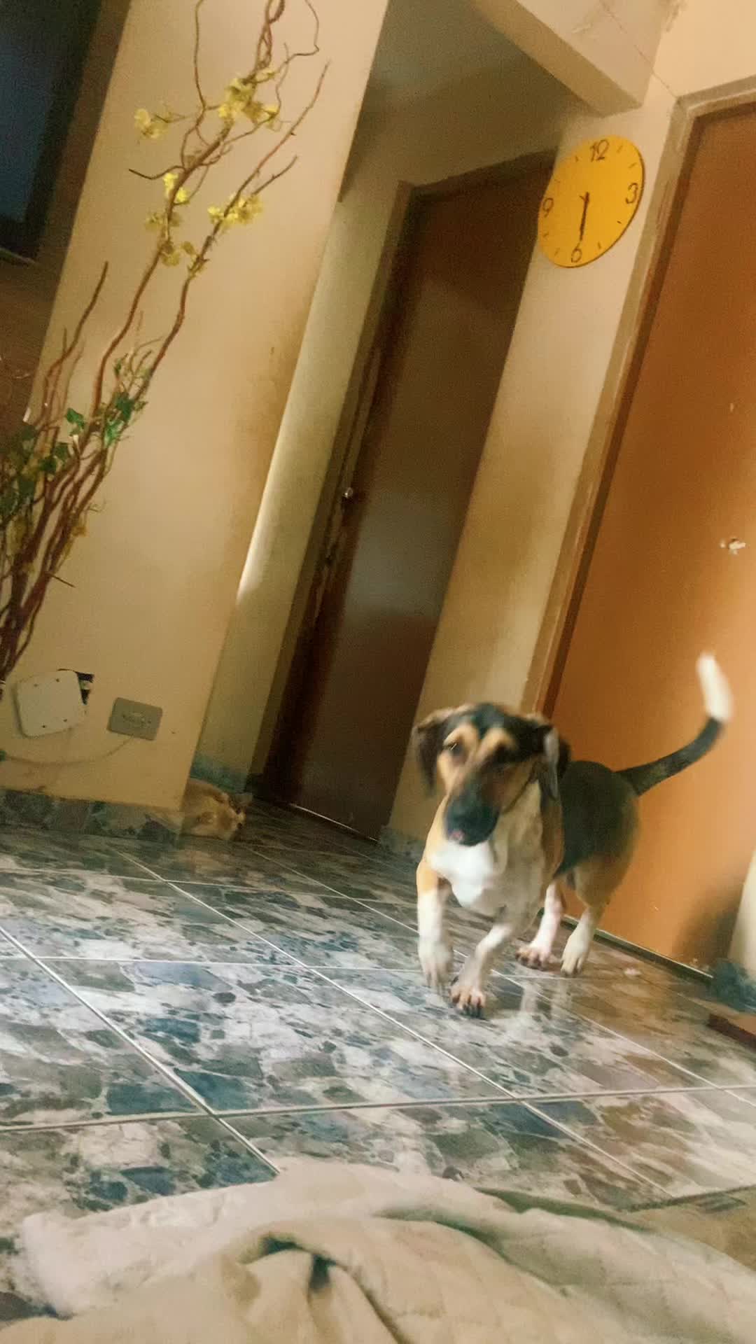 @user7406751934124