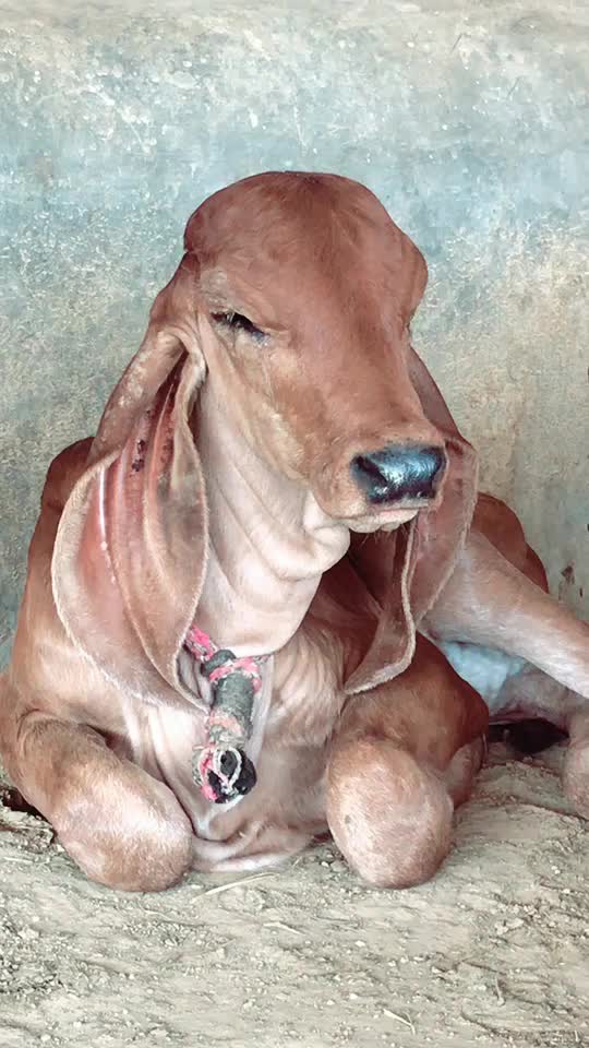 @Mehul Bharwad Satiya