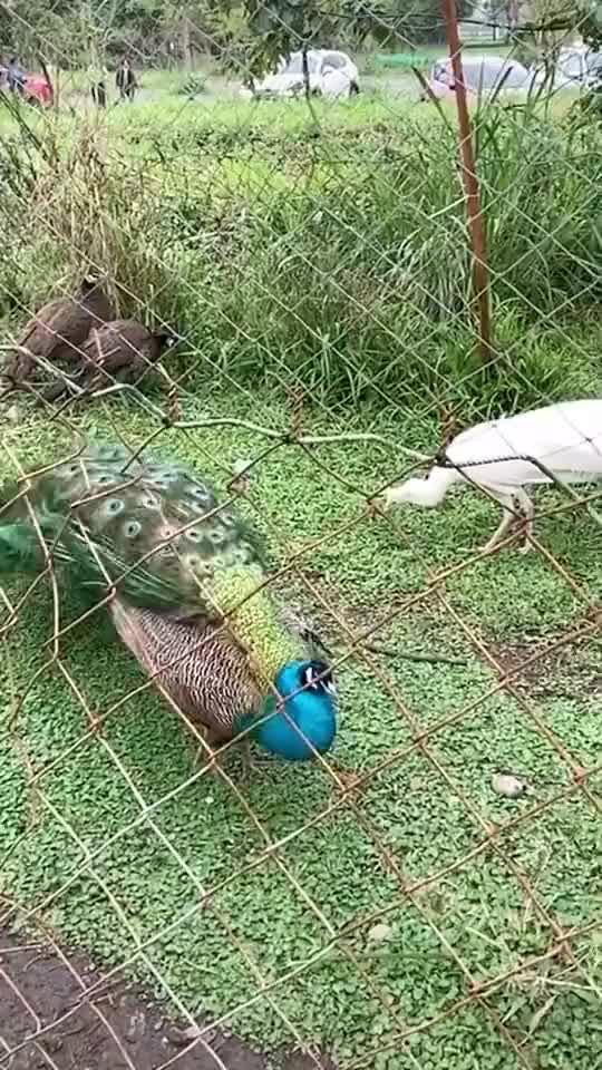 @Bhaba das