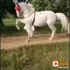 @mdnaseer