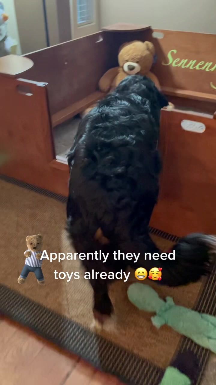 @SennenridgeBernese