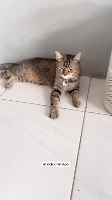 @Rich.id Petshop