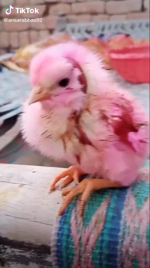 @Orangzaibjanan