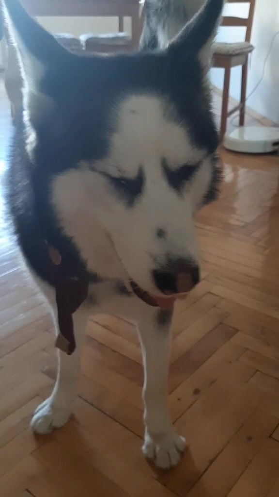 @Erzathehusky