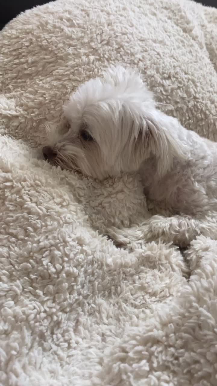 @Just a girl and her dog