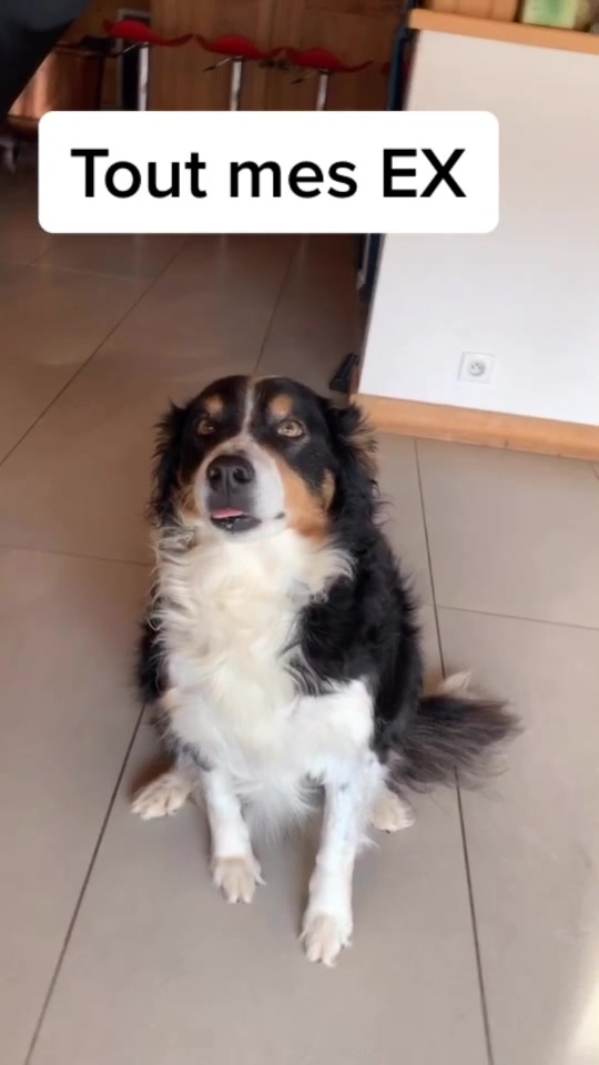 @Chocolats Le Chien