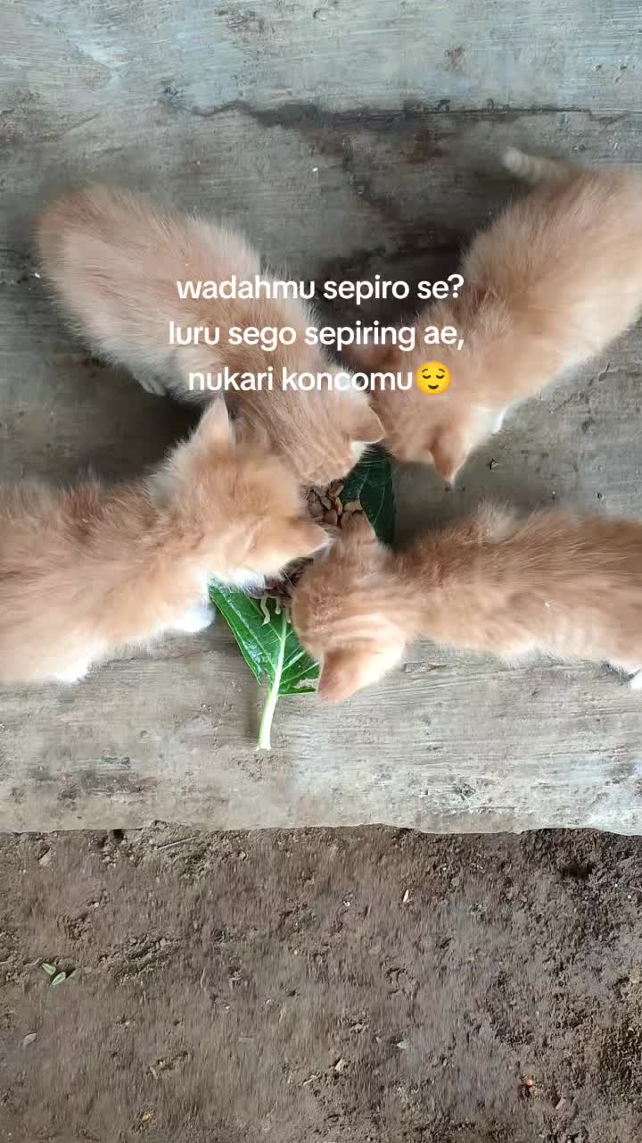 @re_sipid