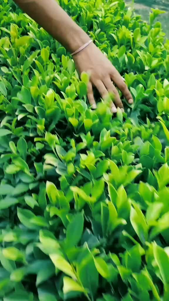 @Fan r. Anshuman da