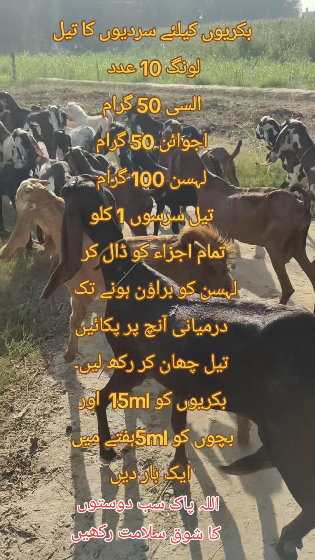 @Alsyed Goat Farm