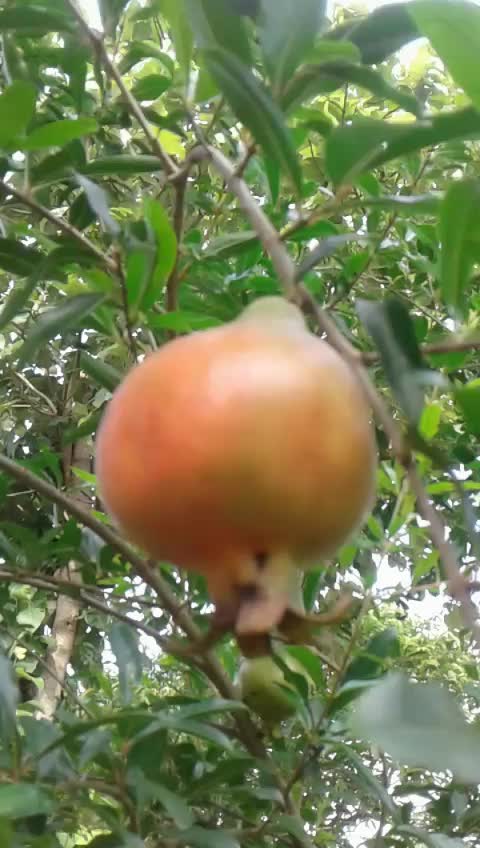 @💞Sidhanta_Rout✔