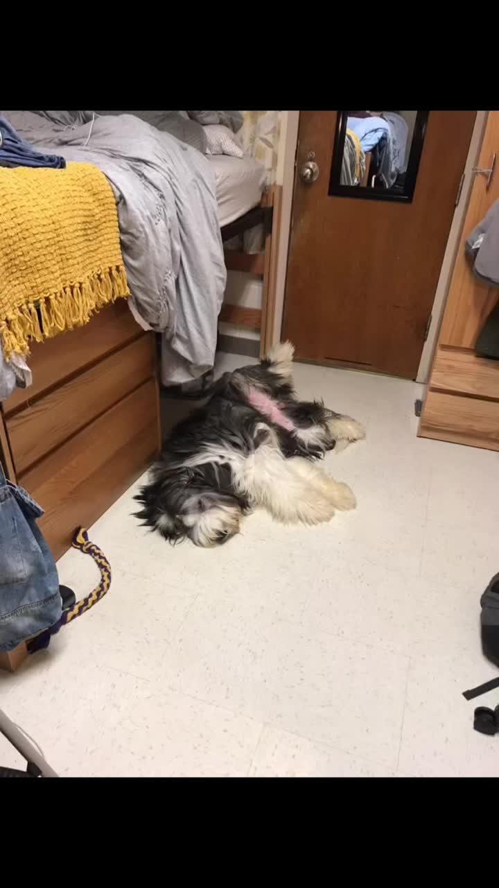 @Boston Light Bearded Collies