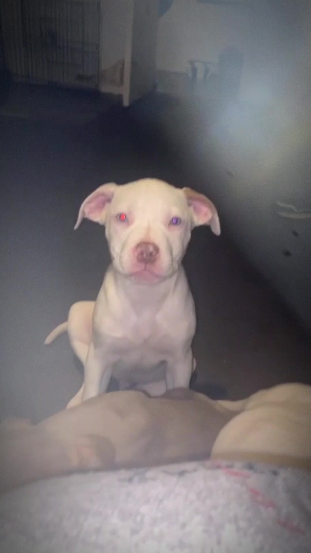 @Ghost_xlbully