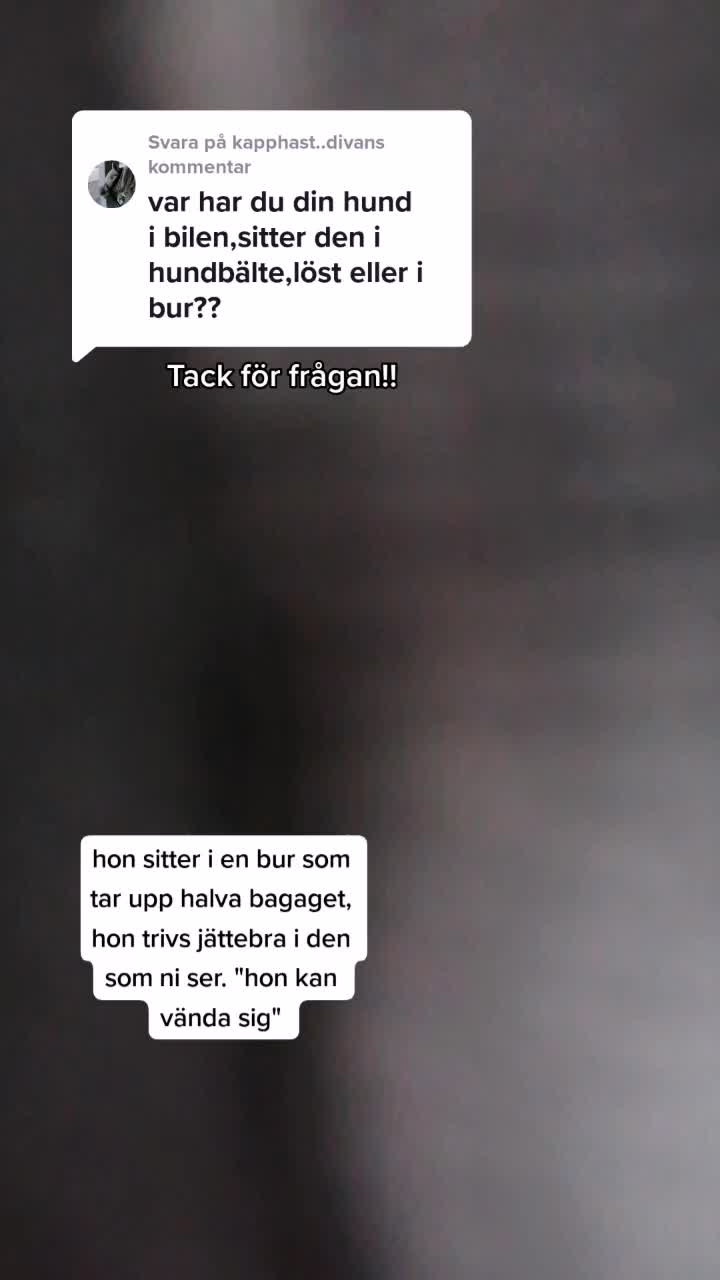@Cockerspanielester
