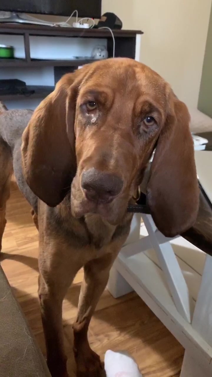 @RiverTheLiverHound