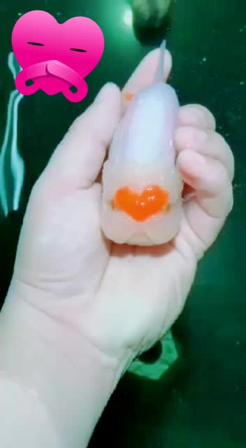 @jassvaru