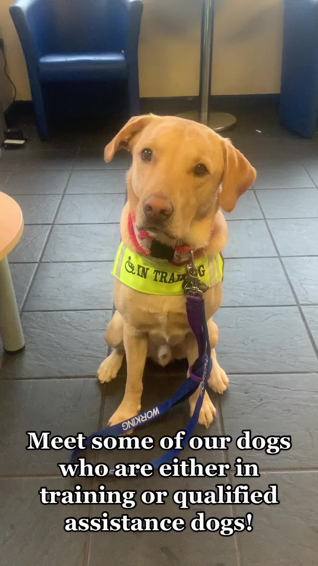 @Dog A.I.D.