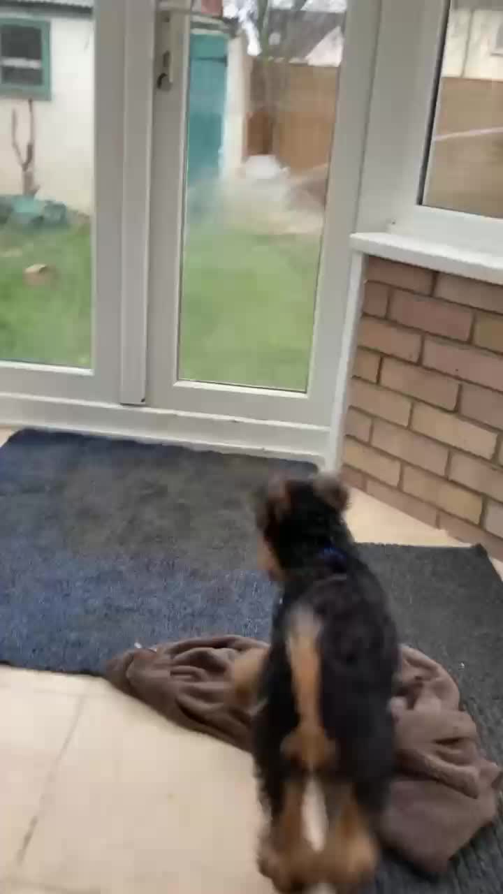 @Archie the Airedale terrier
