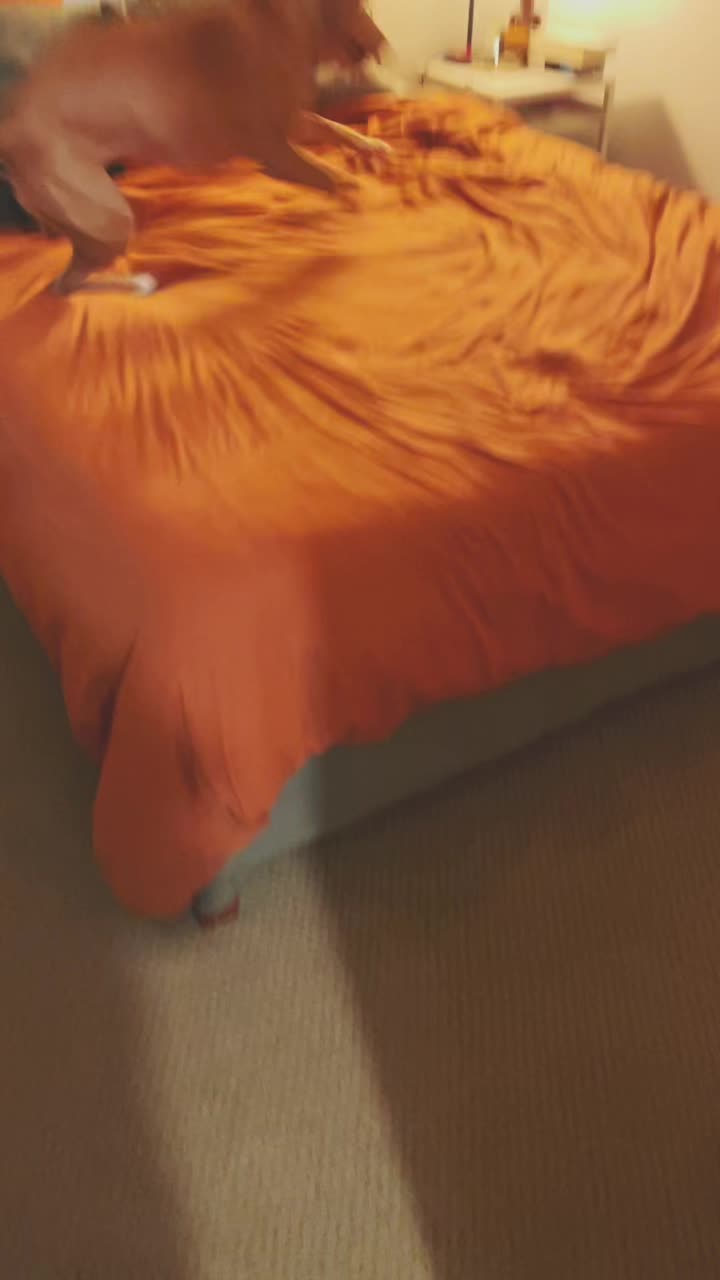 @11Ahimsa11