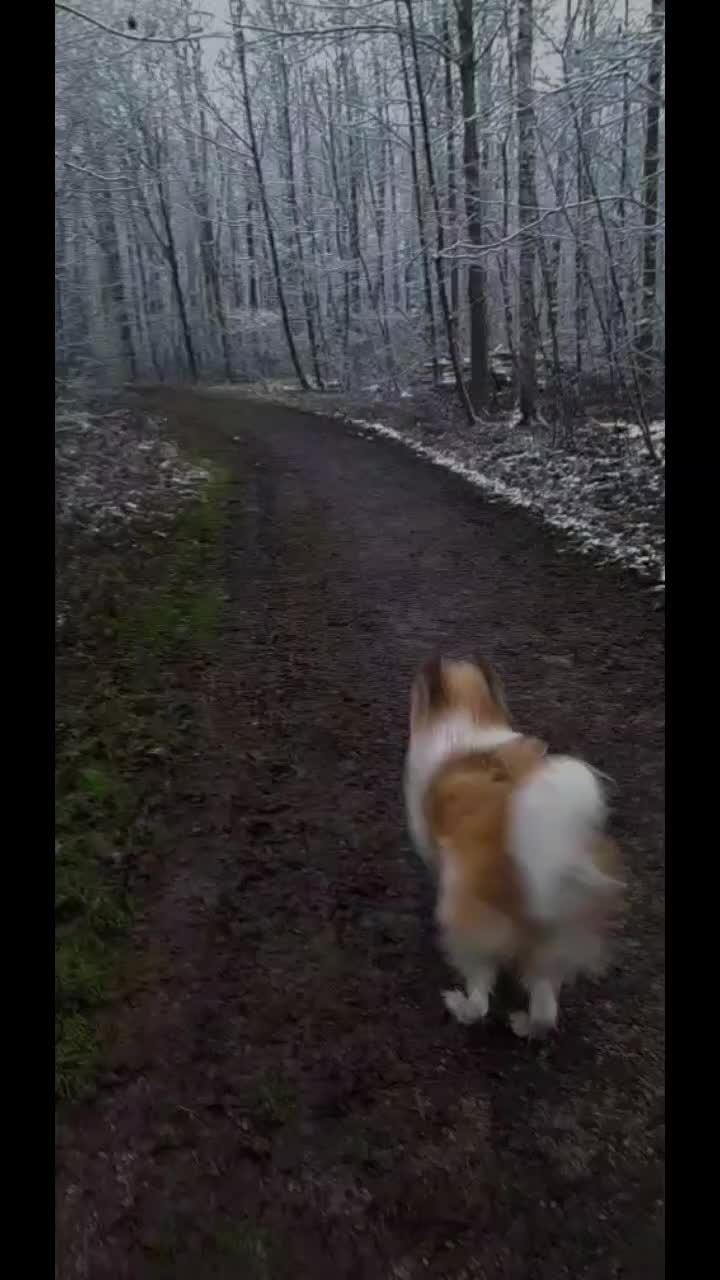 @Levi_Löwenherz