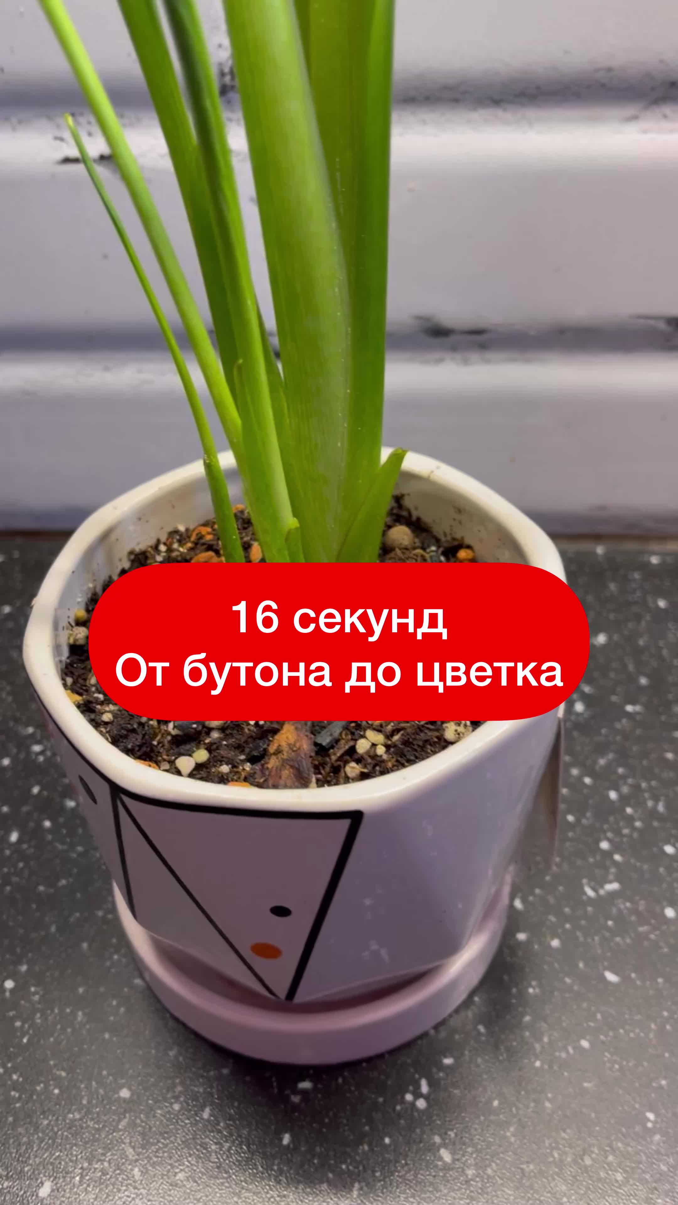 @Елена 🌱 Рай можно купить