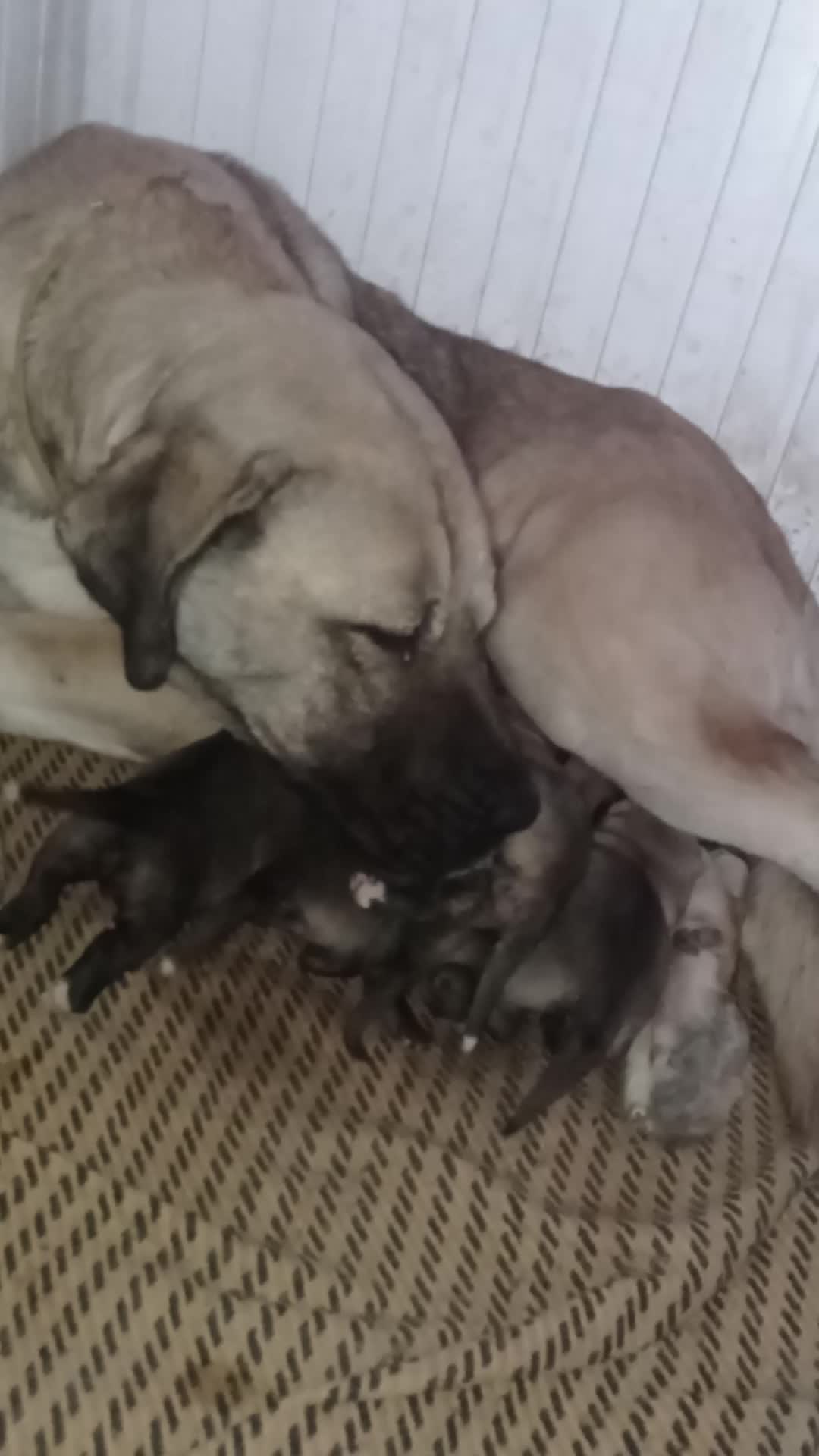 @Hello Bozkır