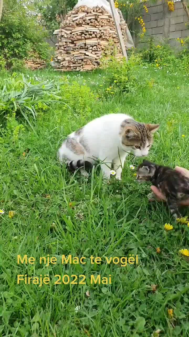 @Minir Sadiku Firaj&euml;s