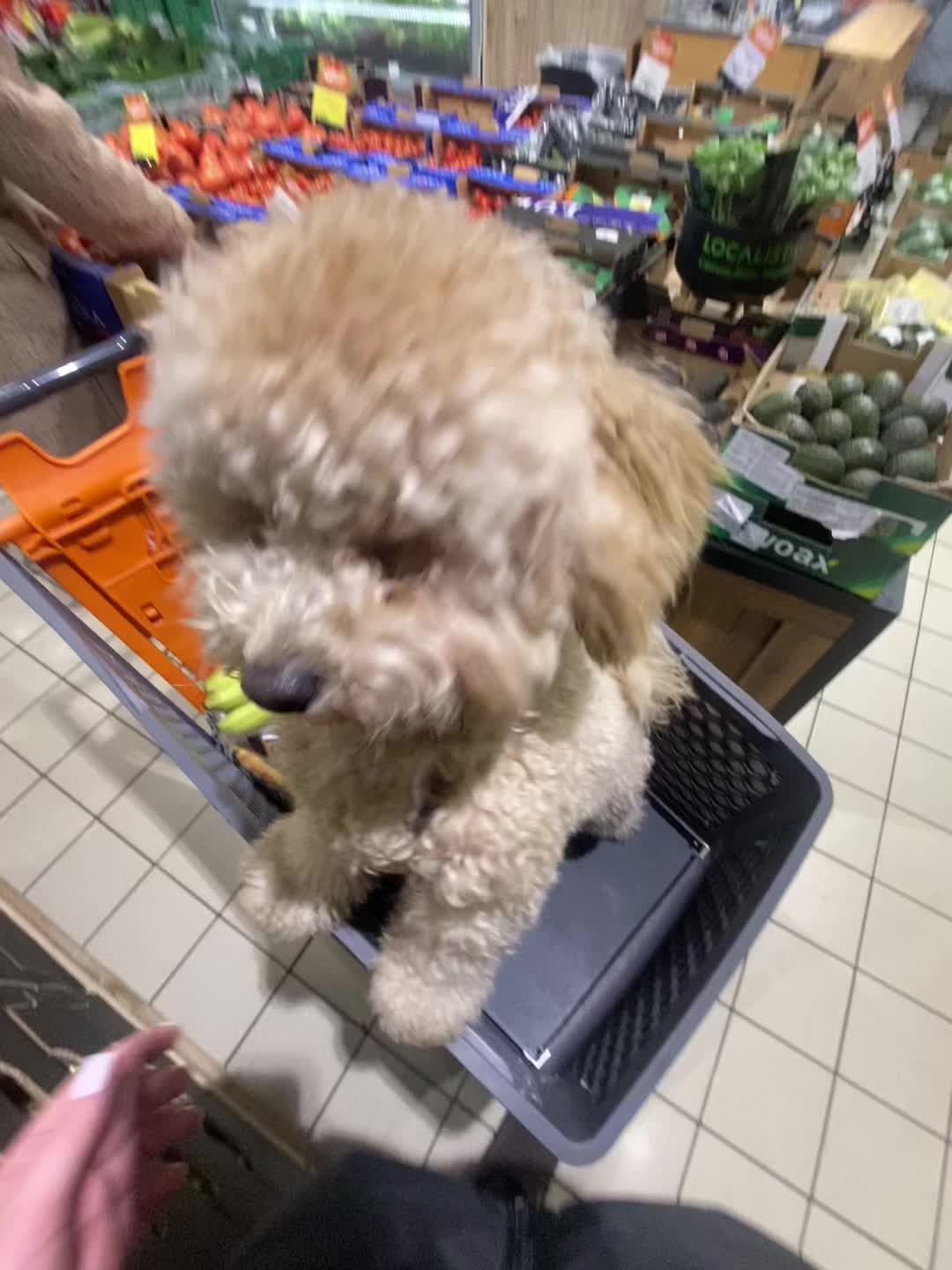 @barney poochon 🐾