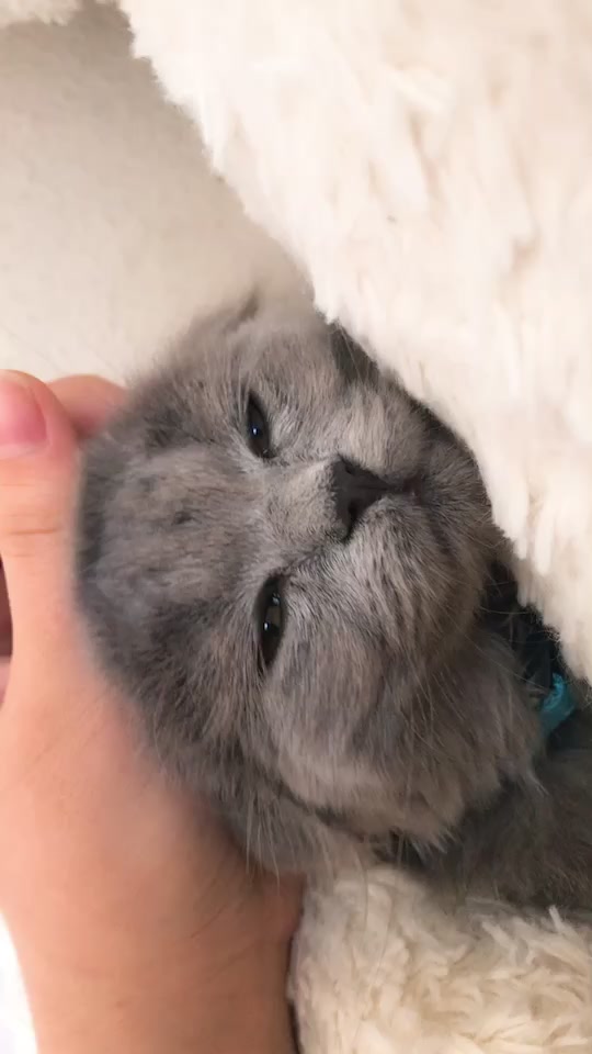 @Lili🐱❤️