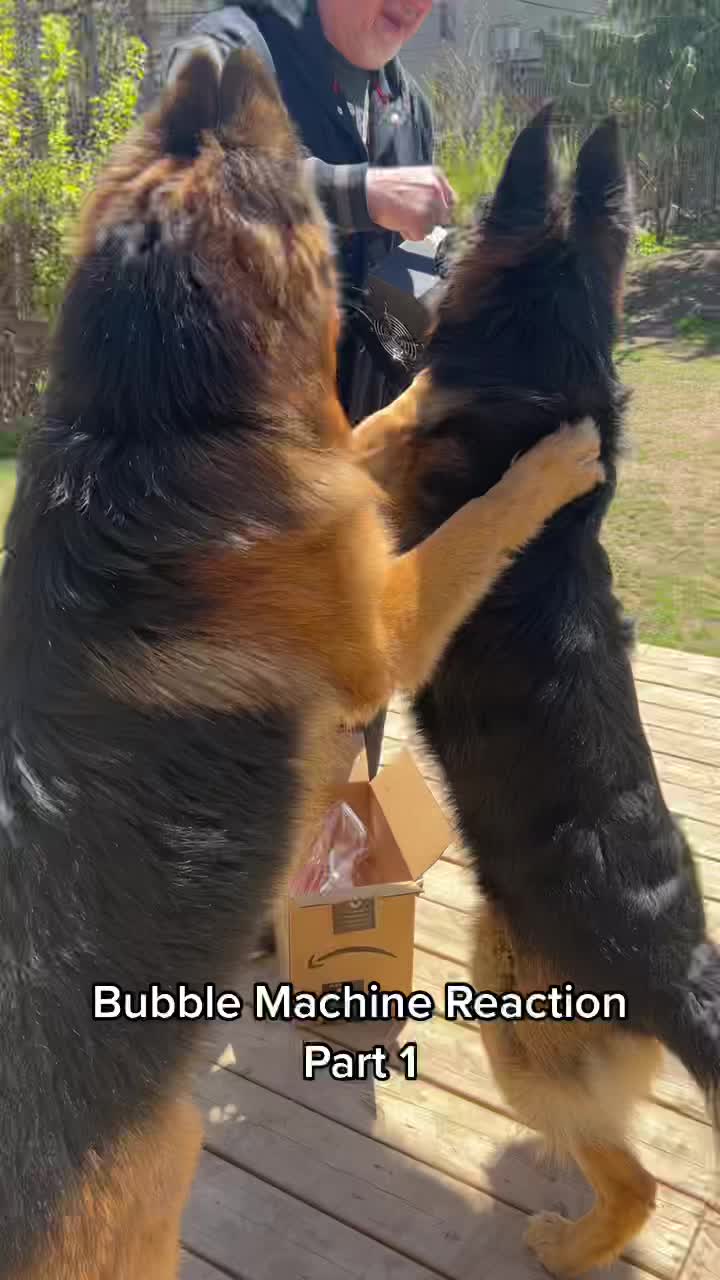 @ksdoggos