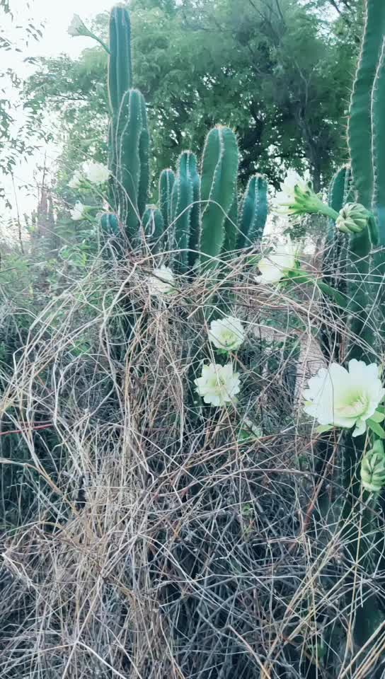 @S Raju Raju