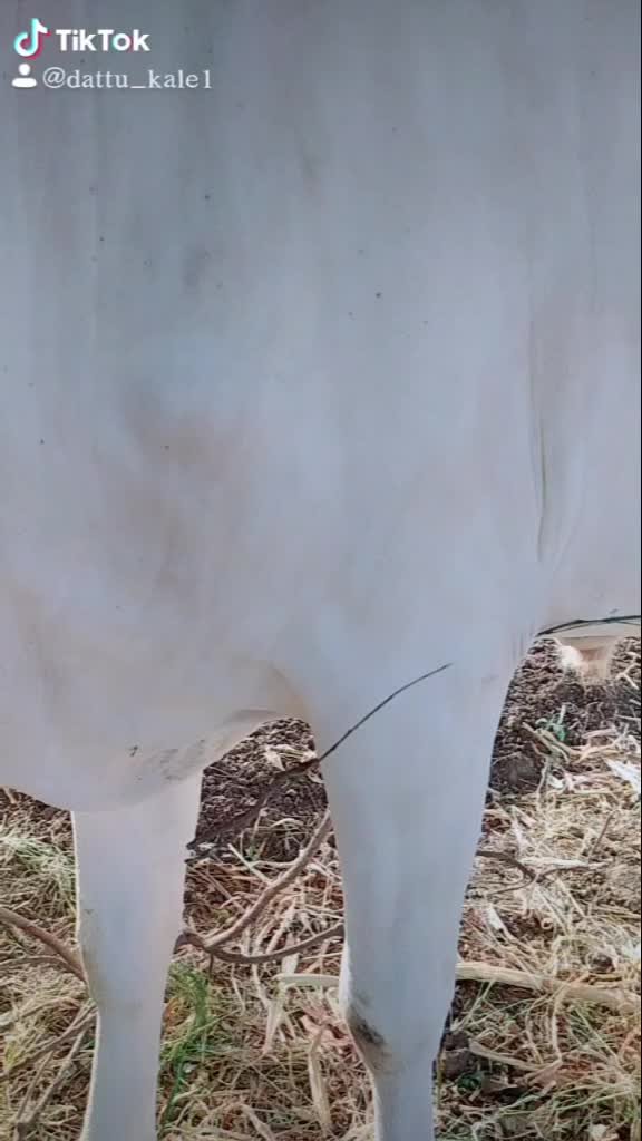 @dattu kale